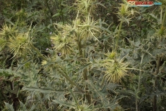DSCF5951