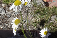 DSCF6104